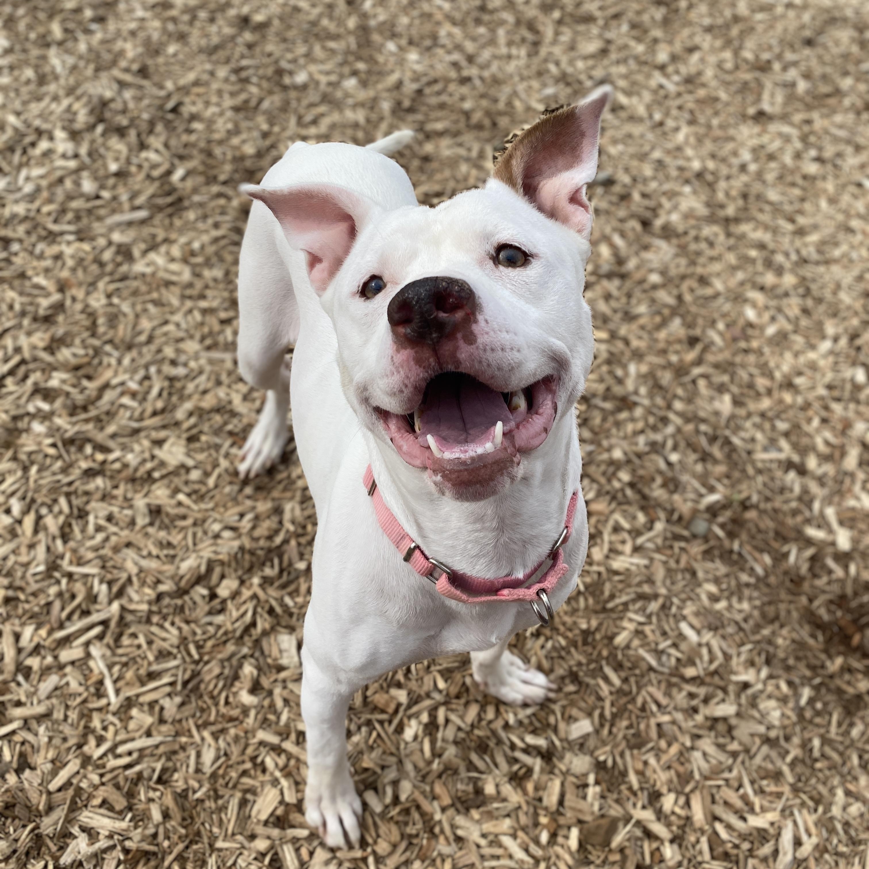Alaska , adoptable, Adult Female Terrier & Pit Bull Terrier.