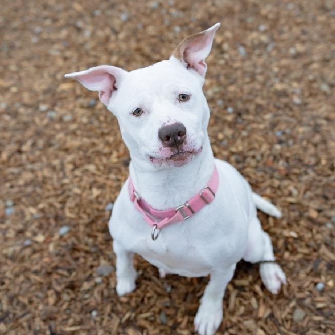 Enlarge Alaska , an adoptable mixed breed in Elyria, OH image 3/6