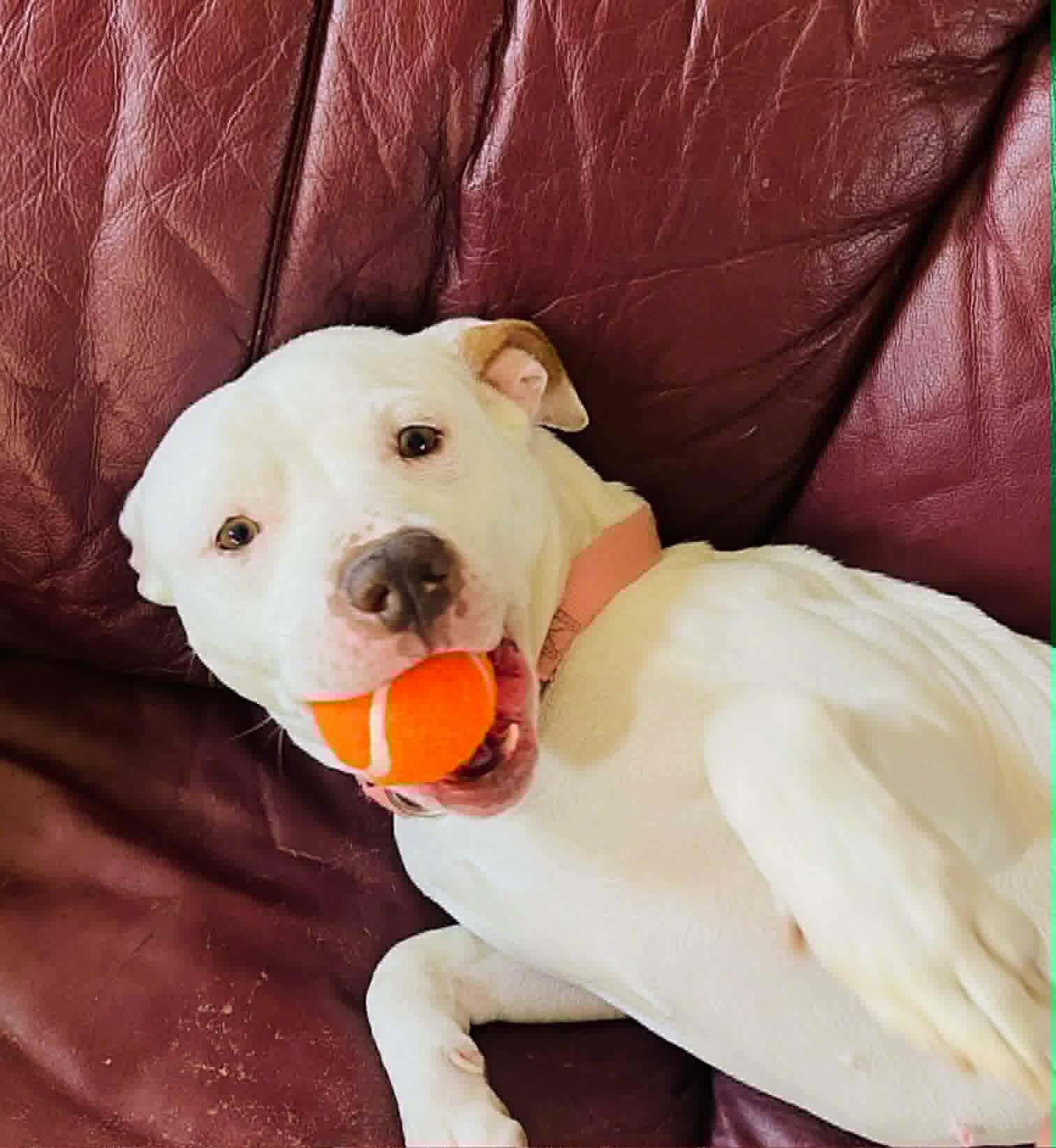 Enlarge Alaska , an adoptable mixed breed in Elyria, OH image 2/6