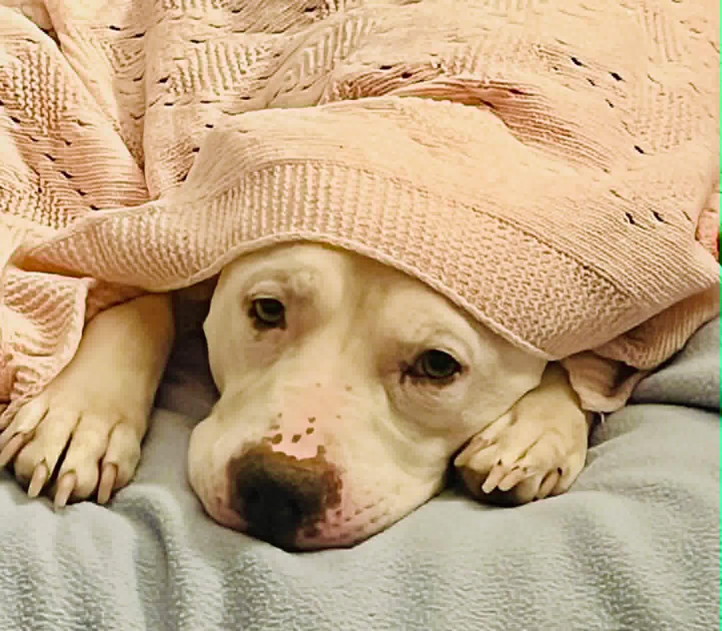 Alaska , adoptable, Adult Female Terrier & Pit Bull Terrier.