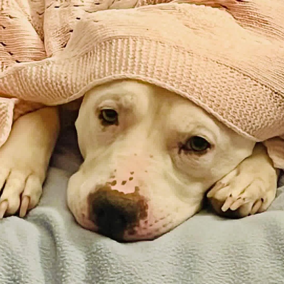 Enlarge Alaska , an adoptable mixed breed in Elyria, OH image 5/6