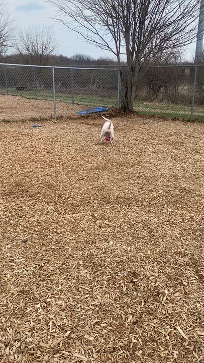 Enlarge Alaska , an adoptable mixed breed in Elyria, OH video 6/6