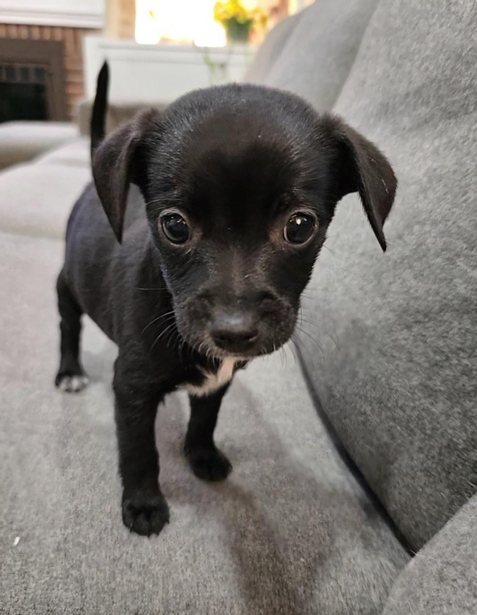 Perfect Angel, Adoptable, Puppy Female Chihuahua & Miniature Pinscher.