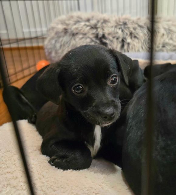 Perfect Angel, a Adoptable mixed breed in Reston, VA image 2/2