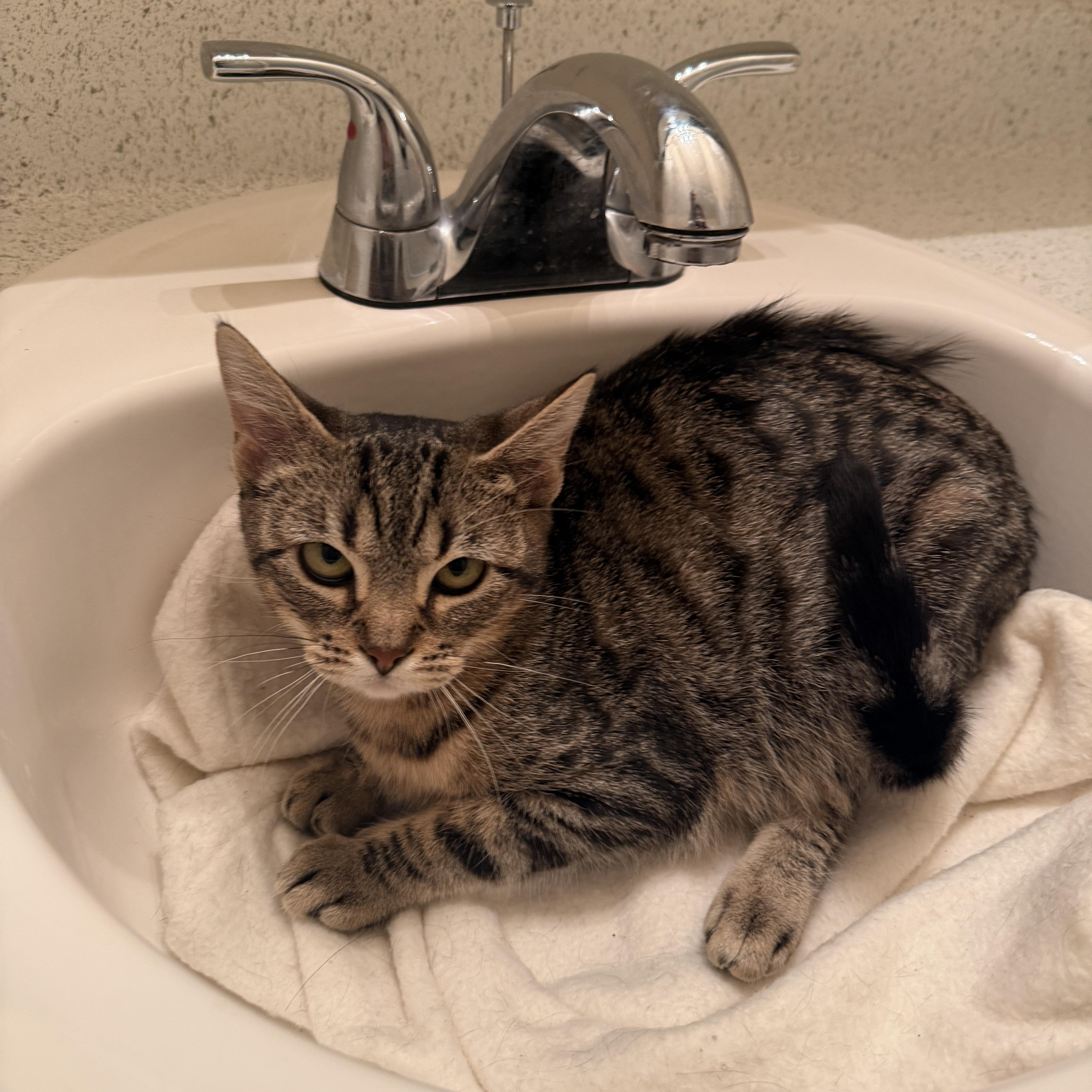 Nina, an adopted Domestic Short Hair in Davis, CA image 3/3