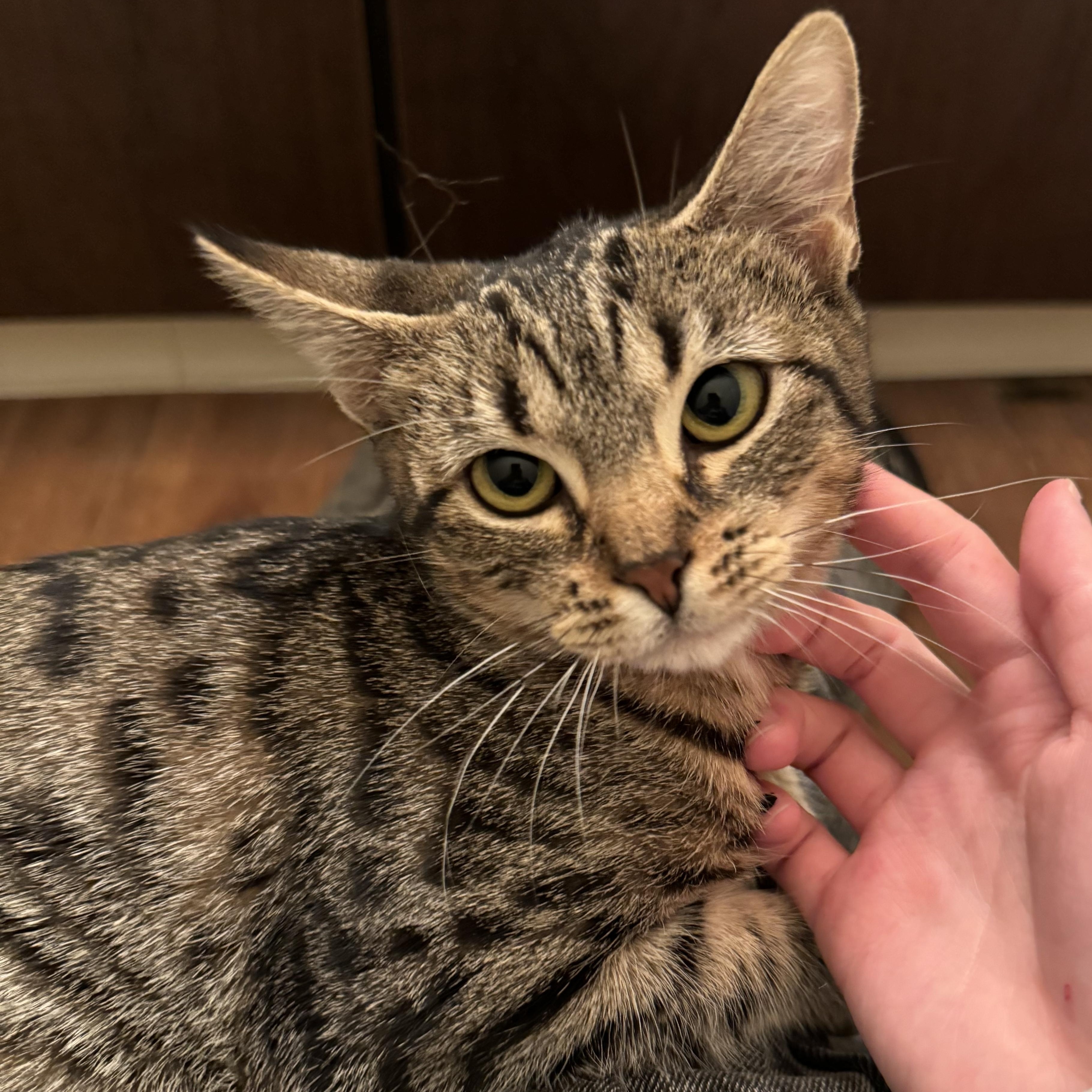 Nina, an adopted Domestic Short Hair in Davis, CA image 1/3