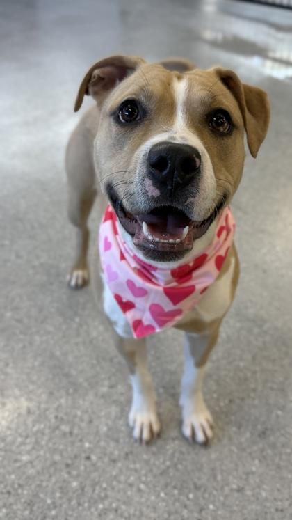 Ember — thumbnail 2