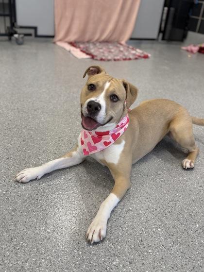 Ember — thumbnail 3