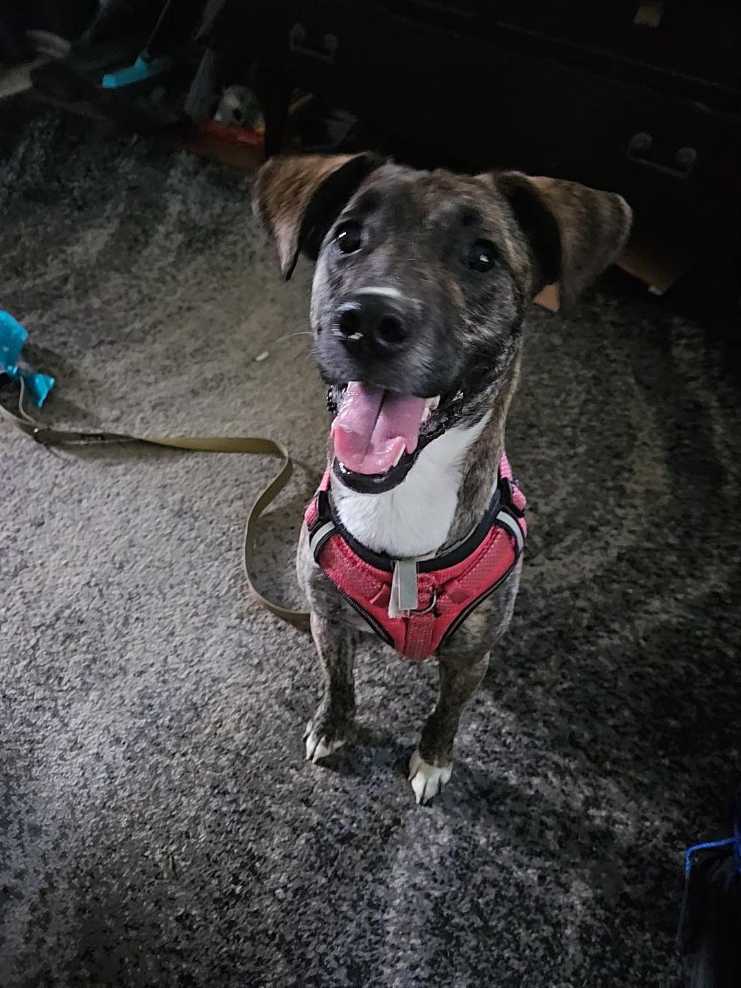 Mirabel/Junie, a Adoptable mixed breed in Columbia, MD image 3/6