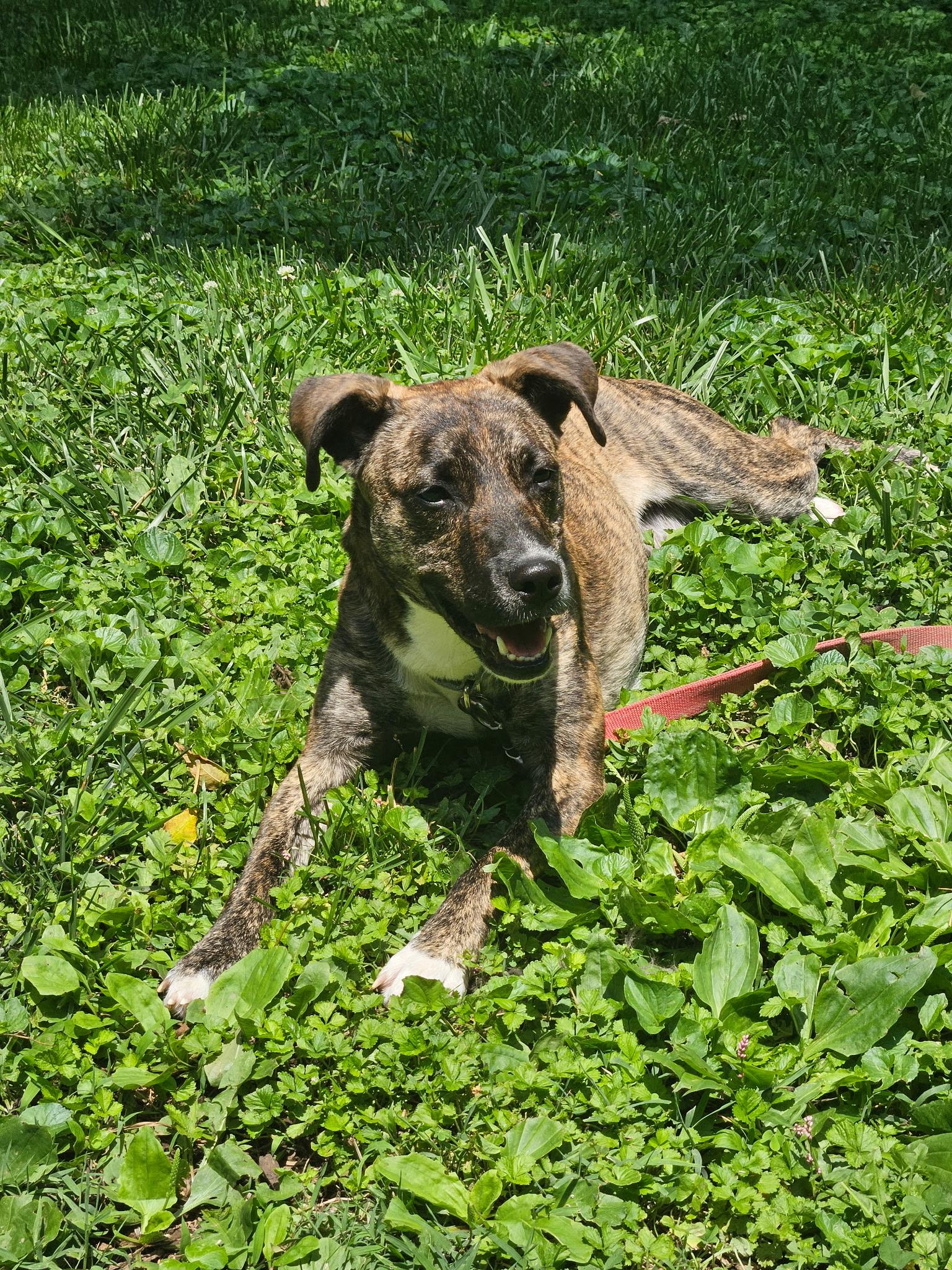 Mirabel/Junie, a Adoptable mixed breed in Columbia, MD image 2/6