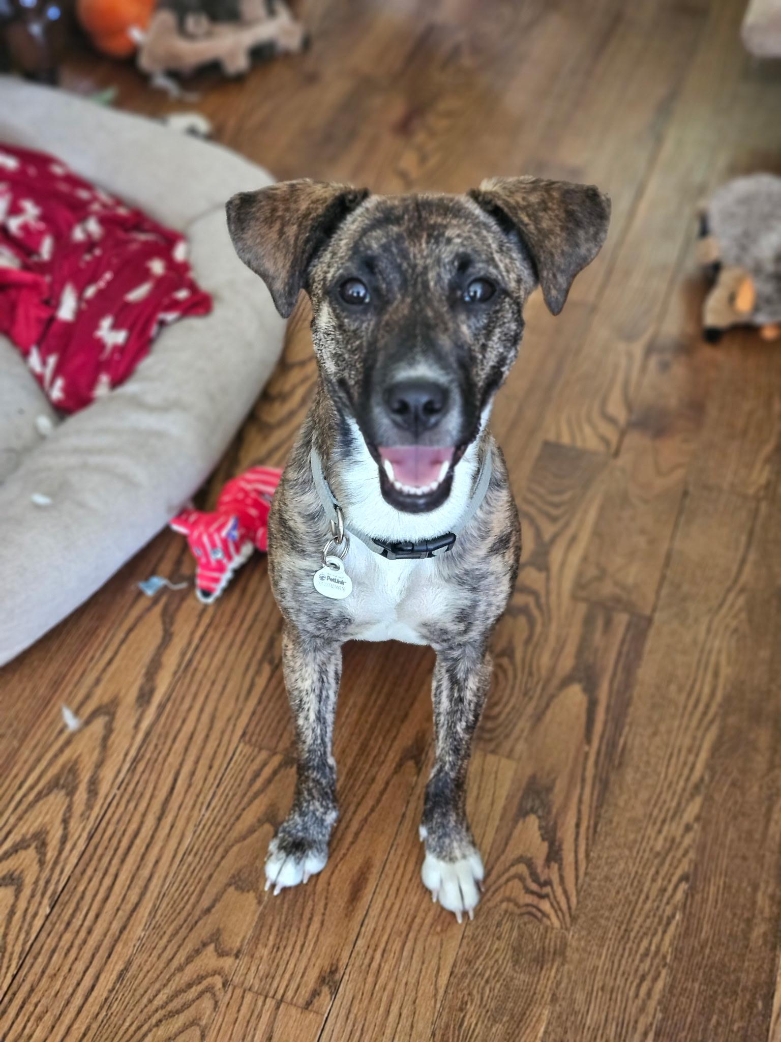 Mirabel/Junie, a Adoptable mixed breed in Columbia, MD image 1/6