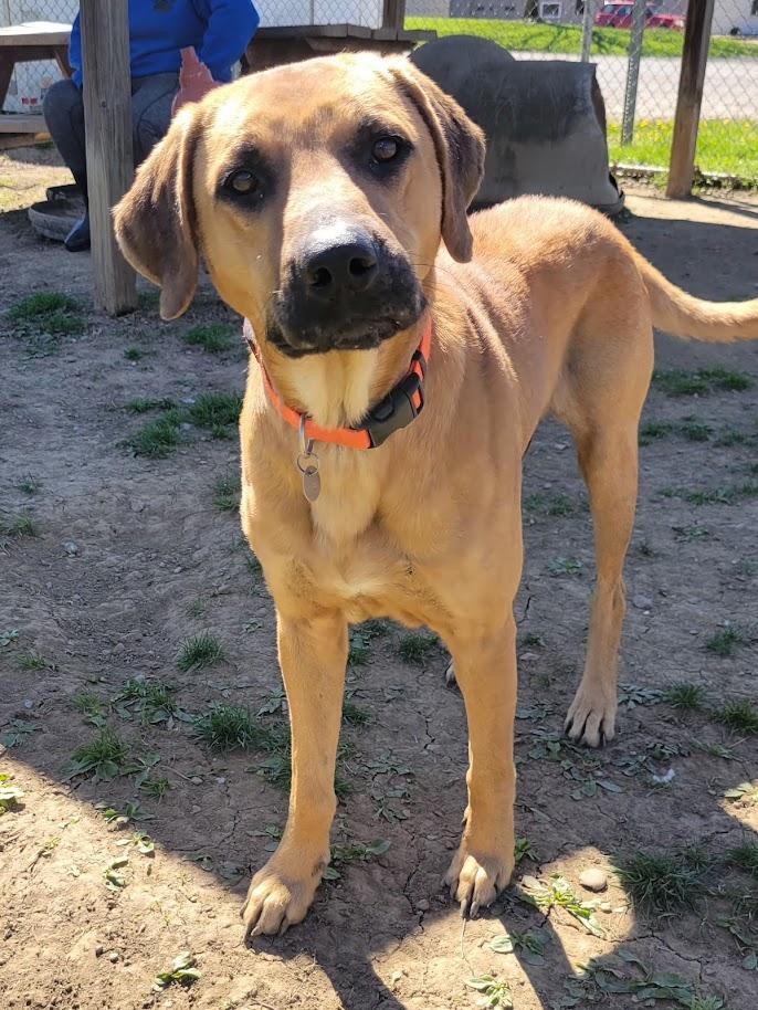 Enlarge VADAR 068-26, a ADOPTABLE mixed breed in Cambridge, OH image 3/6