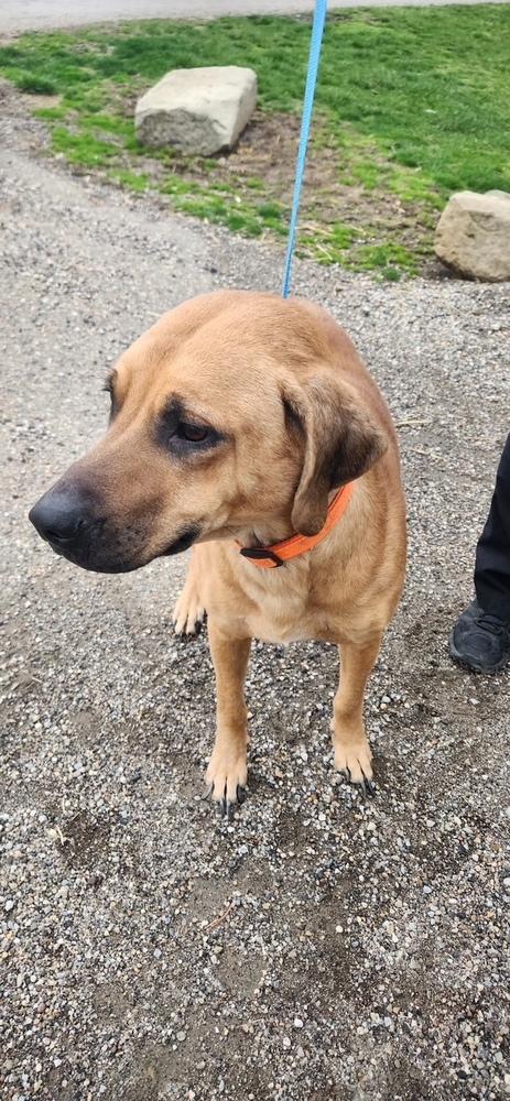 VADAR 068-26, ADOPTABLE, Adult Male Plott Hound.