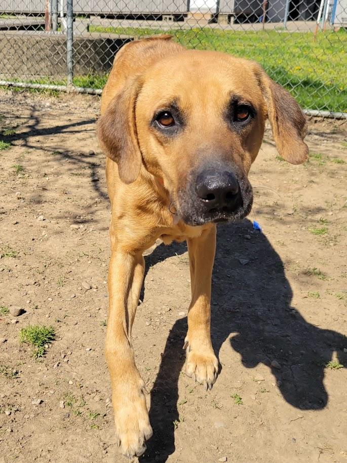 Enlarge VADAR 068-26, a ADOPTABLE mixed breed in Cambridge, OH image 4/6