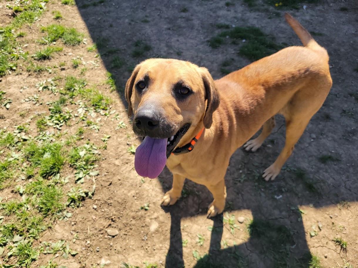 Enlarge VADAR 068-26, a ADOPTABLE mixed breed in Cambridge, OH image 2/6