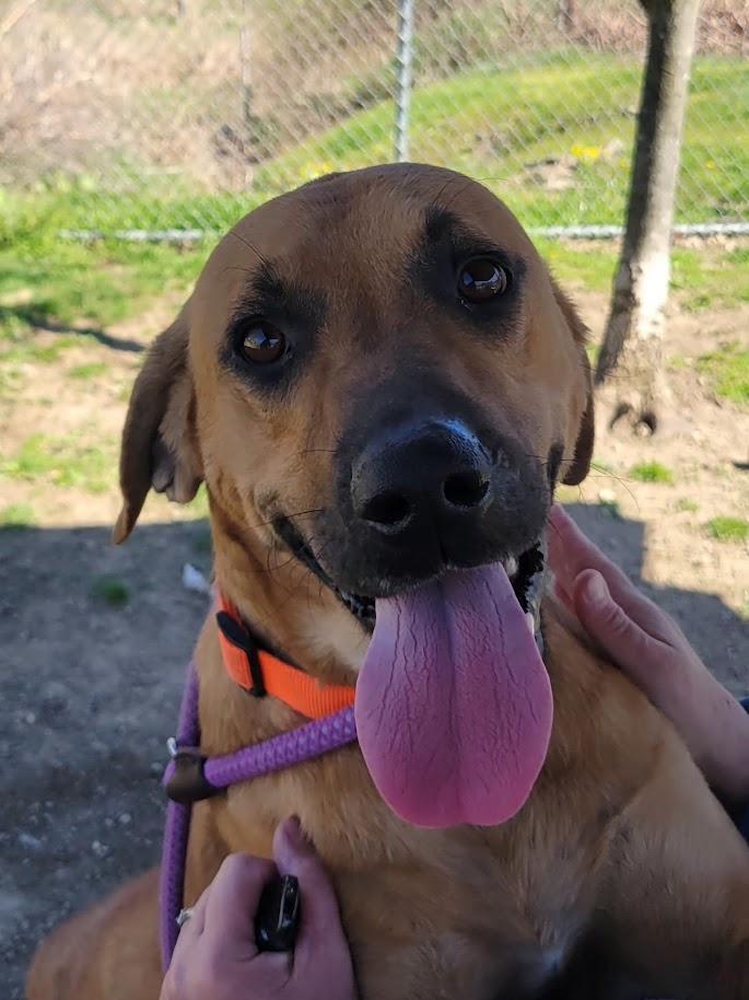 Enlarge VADAR 068-26, a ADOPTABLE mixed breed in Cambridge, OH image 6/6