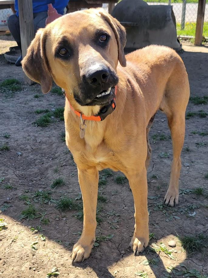 Enlarge VADAR 068-26, a ADOPTABLE mixed breed in Cambridge, OH image 1/6