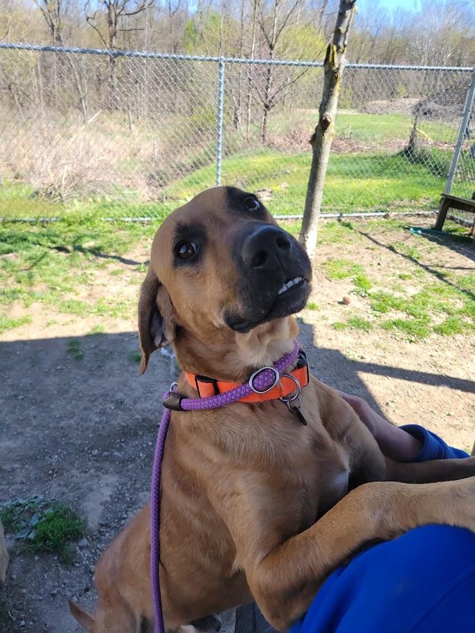 Enlarge VADAR 068-26, a ADOPTABLE mixed breed in Cambridge, OH image 5/6