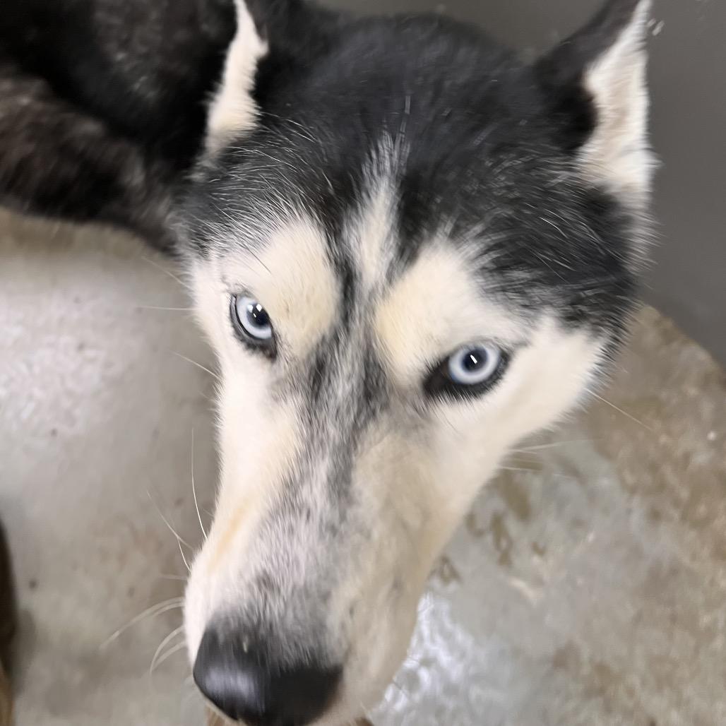 Kaara, Adoptable, Adult Female Husky & Husky.