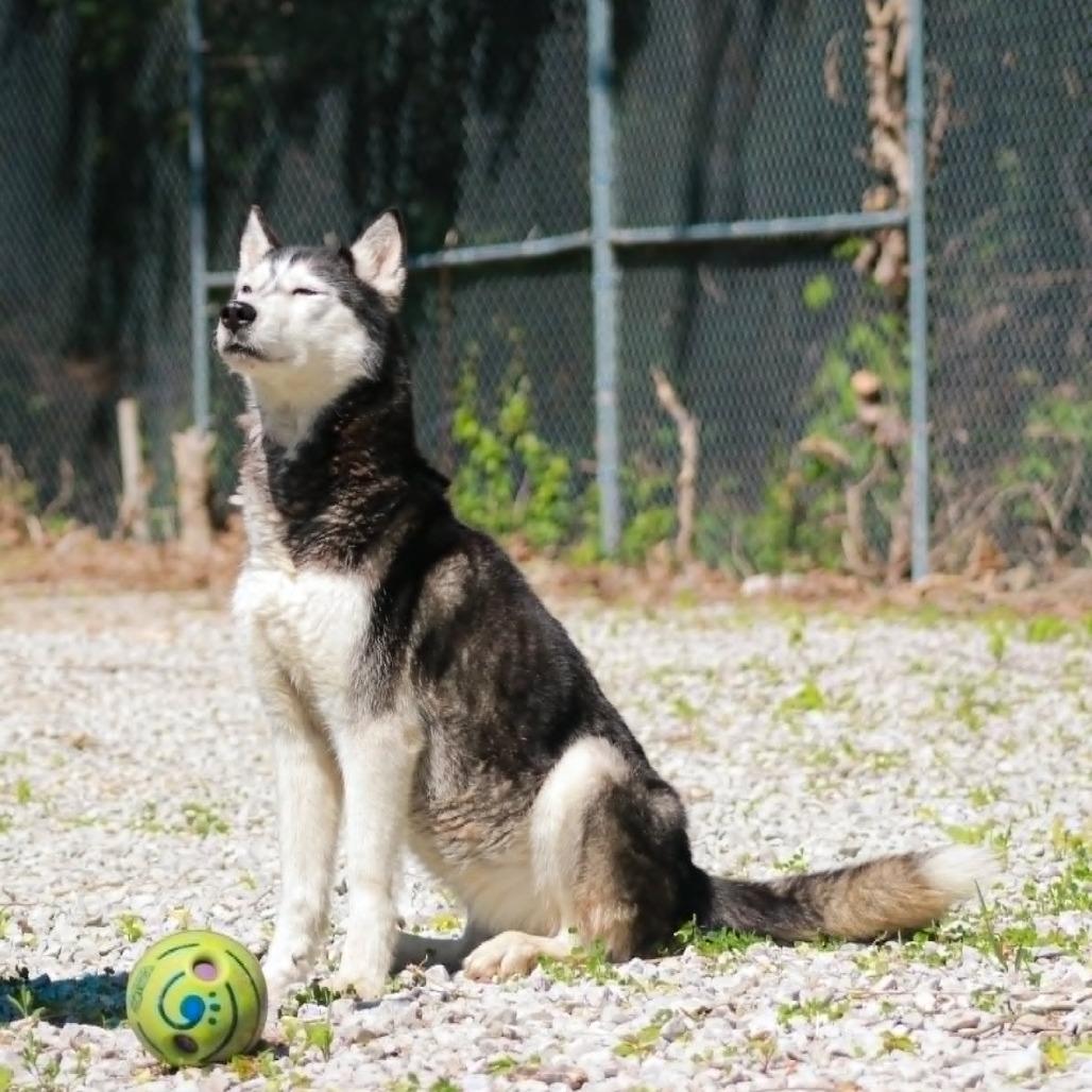 Enlarge Kaara, a Adoptable mixed breed in Madisonville, KY image 2/5