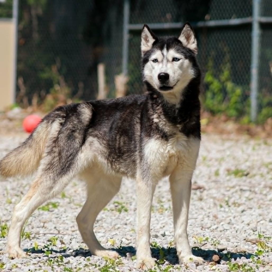 Enlarge Kaara, a Adoptable mixed breed in Madisonville, KY image 3/5
