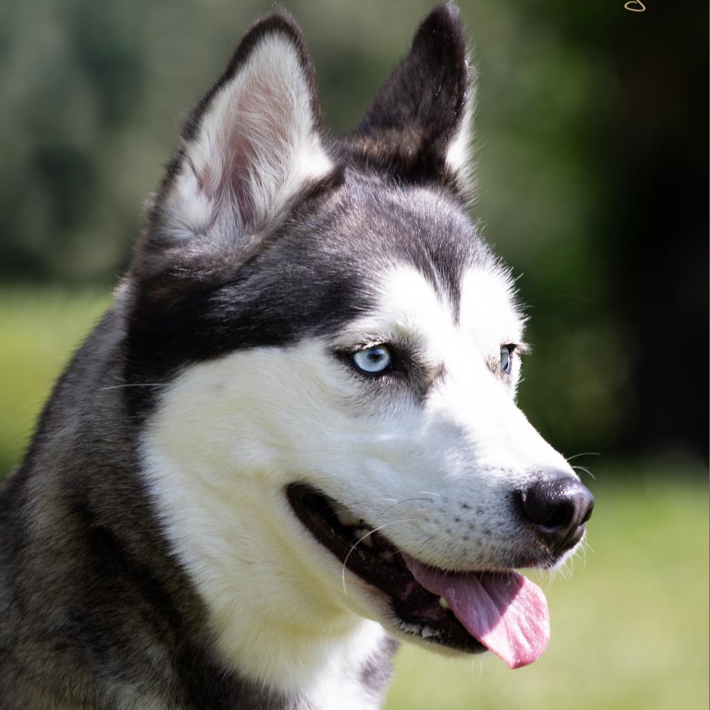 Enlarge Kaara, a Adoptable mixed breed in Madisonville, KY image 4/5