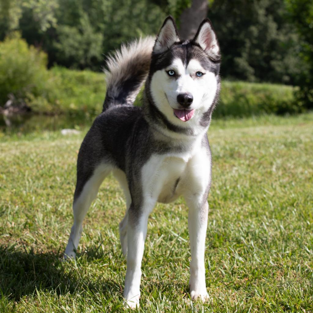 Enlarge Kaara, a Adoptable mixed breed in Madisonville, KY image 5/5