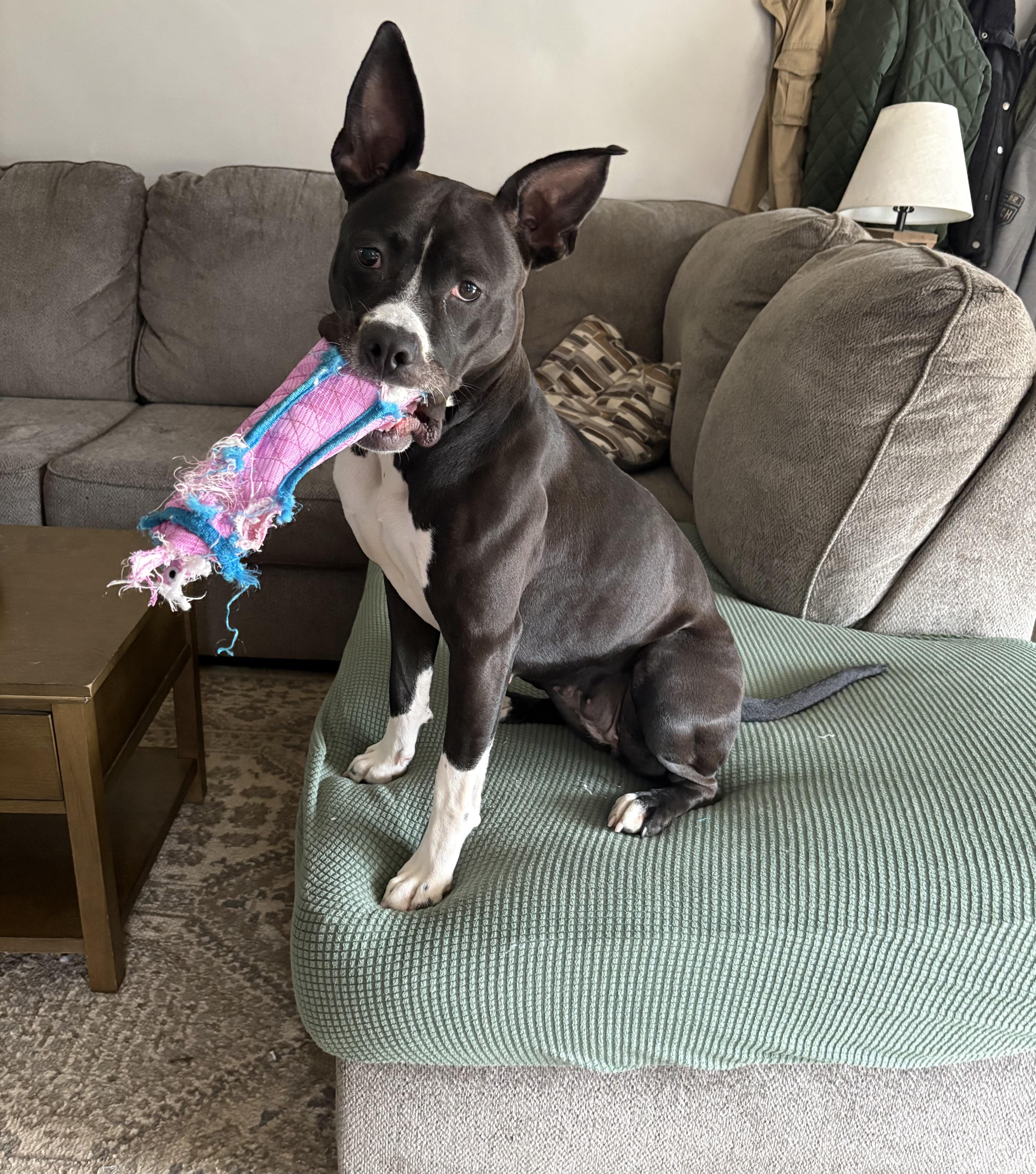 Enlarge Pria, a Adoptable Pit Bull Terrier in Mount Holly , VT image 5/6