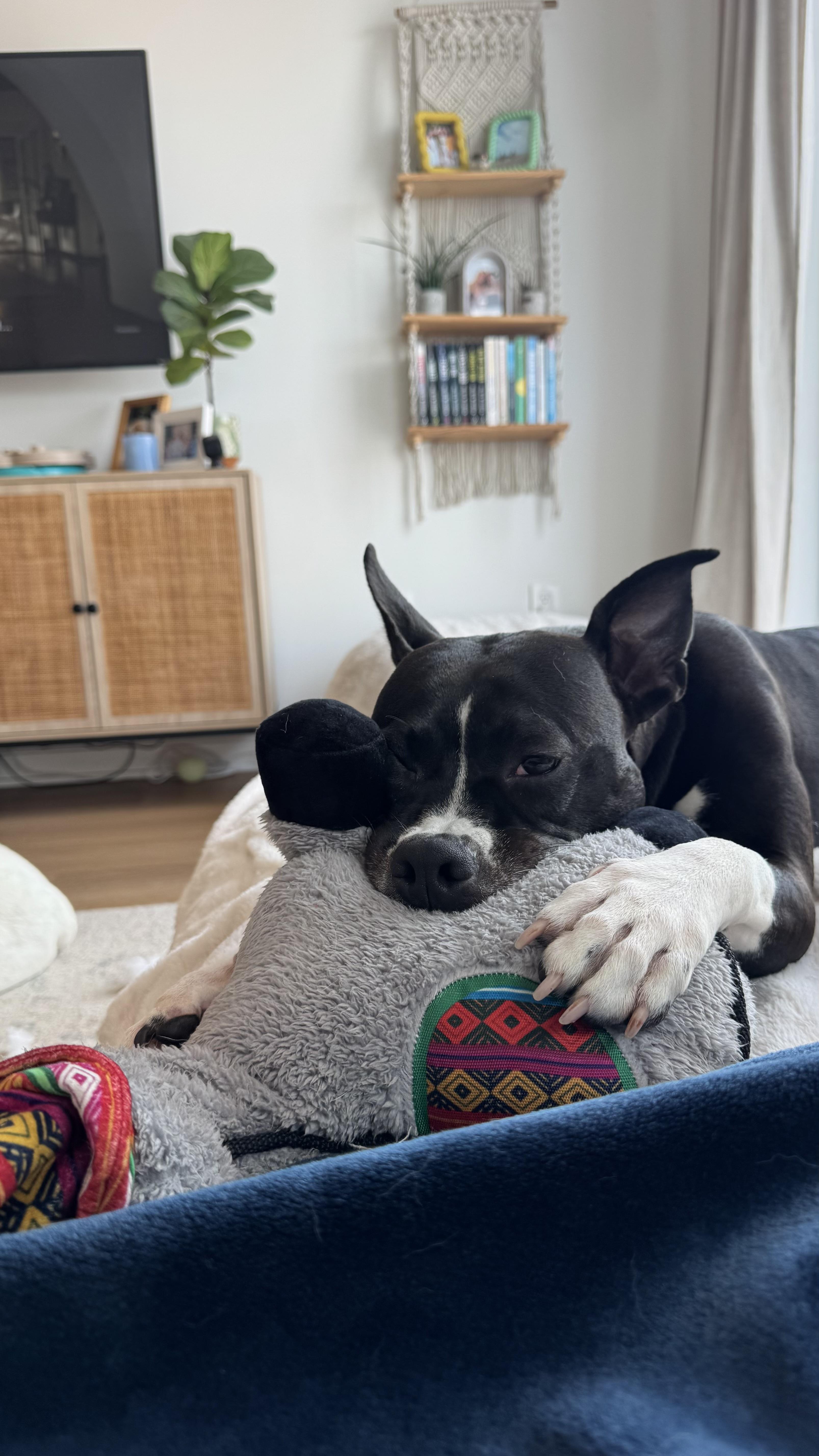 Pria, Adoptable, Young Female Pit Bull Terrier.