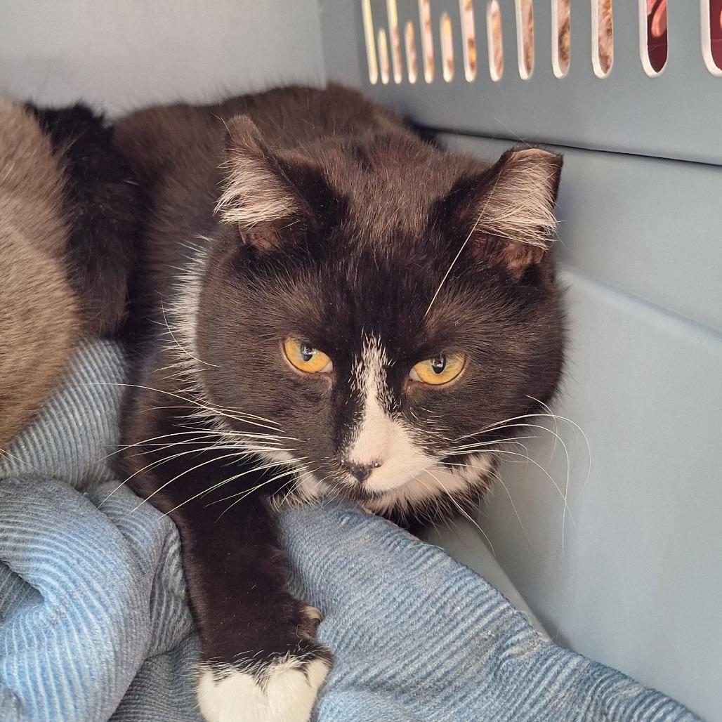 Blaze, Adoptable, Young Male Domestic Short Hair.