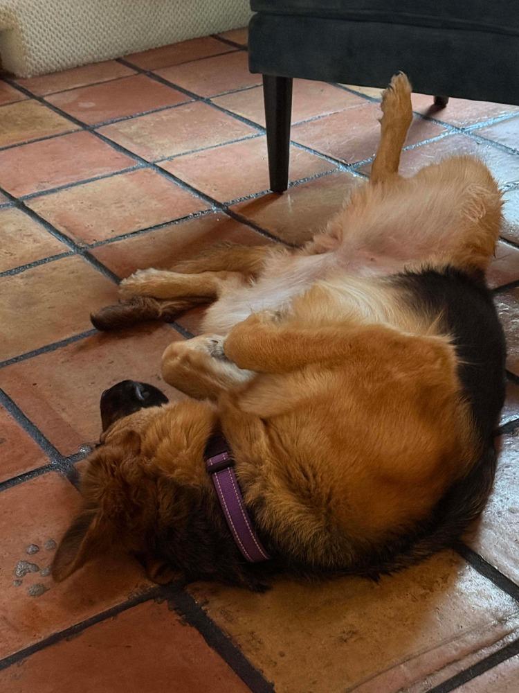 Enlarge Zealous, a Adoptable mixed breed in Sealy, TX image 1/6