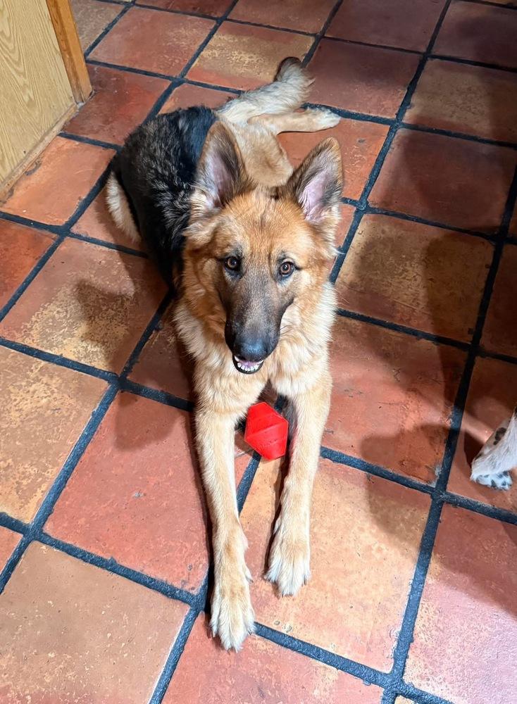 Enlarge Zealous, a Adoptable mixed breed in Sealy, TX image 2/6