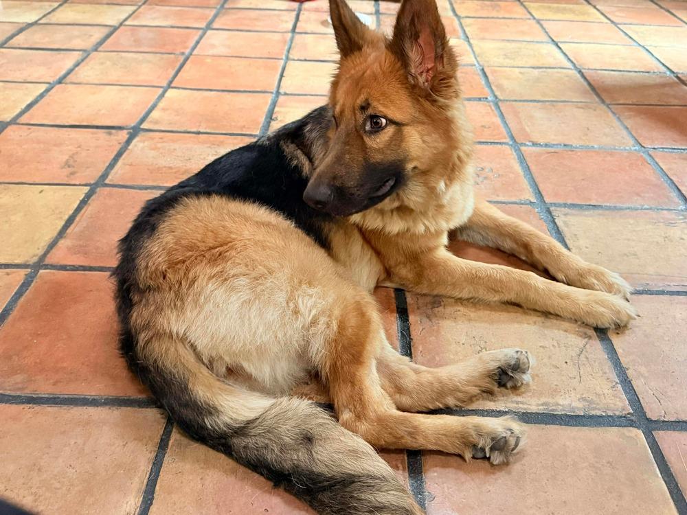 Enlarge Zealous, a Adoptable mixed breed in Sealy, TX image 4/6