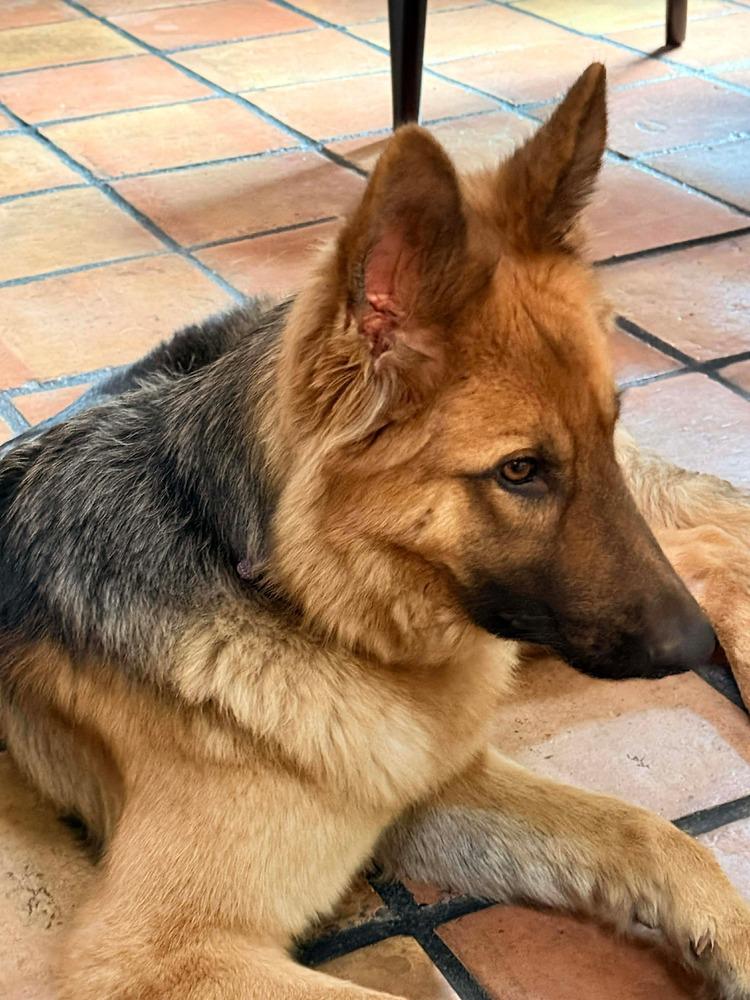 Enlarge Zealous, a Adoptable mixed breed in Sealy, TX image 5/6