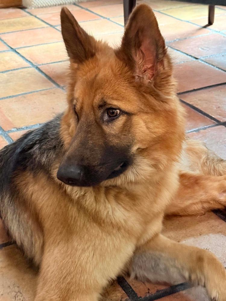 Zealous, Adoptable, Adult Female German Shepherd Dog.