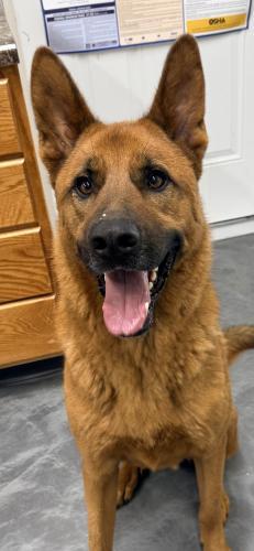 Lou, Adoptable, Young Male Shepherd.