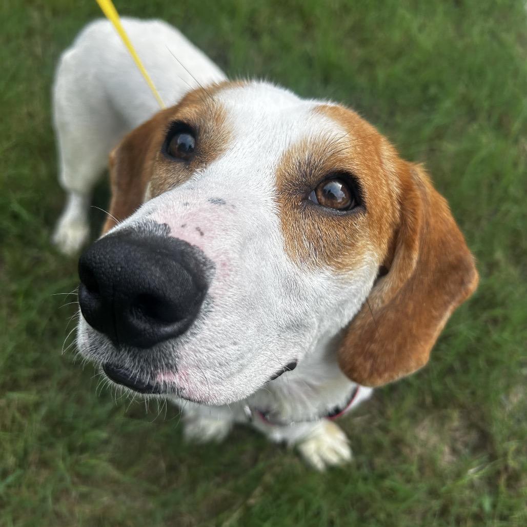 Aviva, a Adoptable Basset Hound in Austin, TX image 1/6