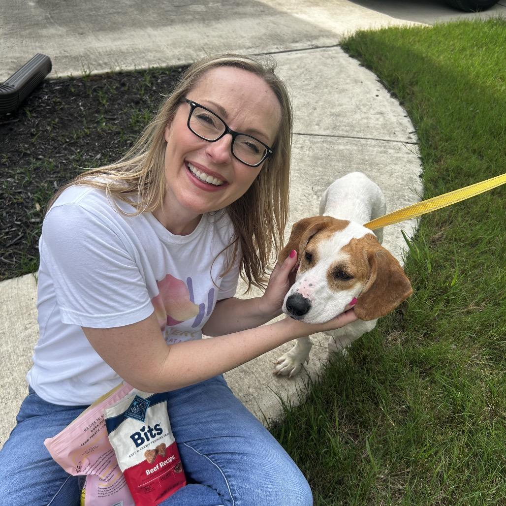 Aviva, a Adoptable Basset Hound in Austin, TX image 2/6