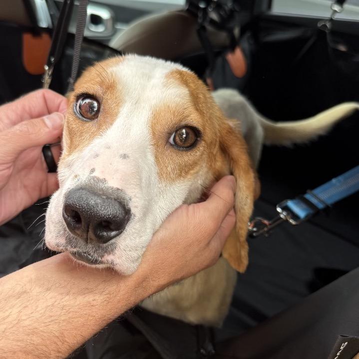 Aviva, a Adoptable Basset Hound in Austin, TX image 3/6
