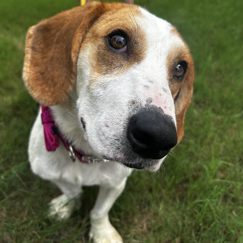 Aviva, a Adoptable Basset Hound in Austin, TX image 4/6