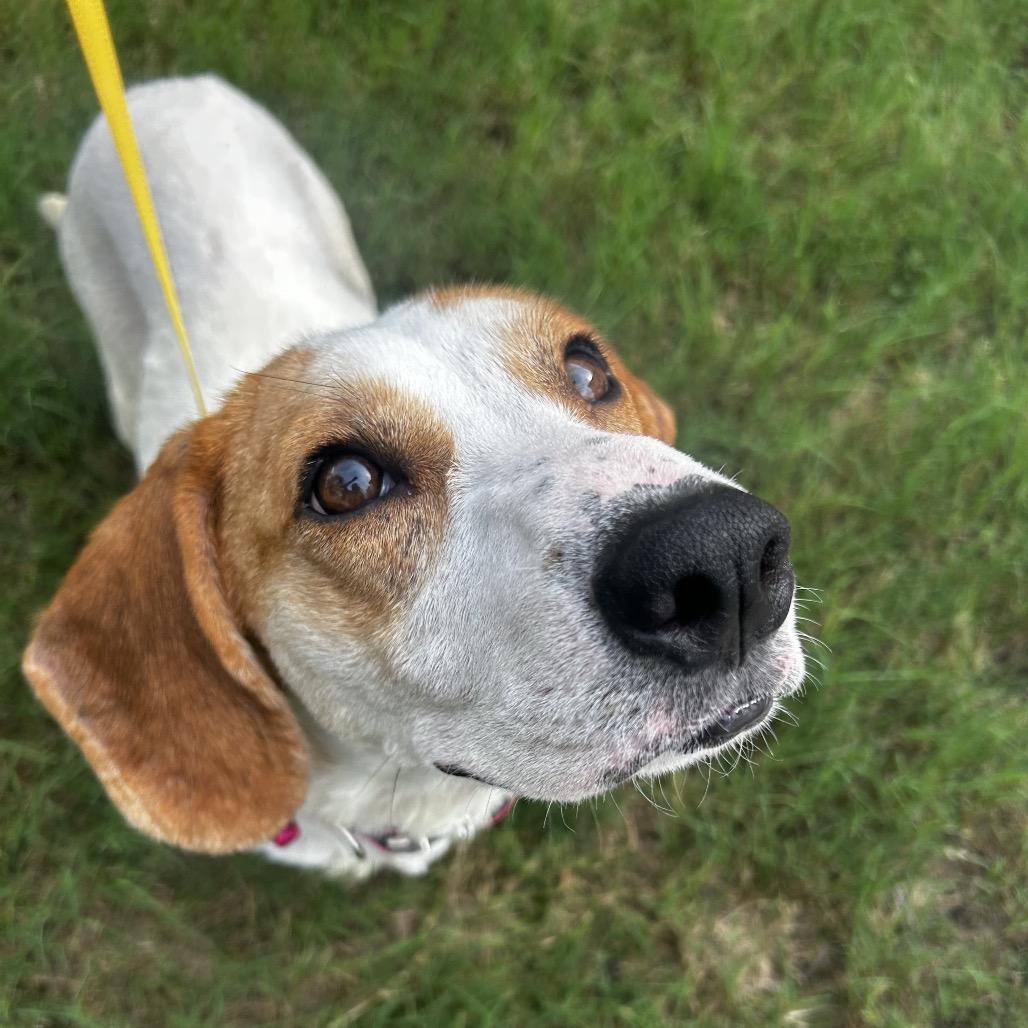 Aviva, a Adoptable Basset Hound in Austin, TX image 5/6
