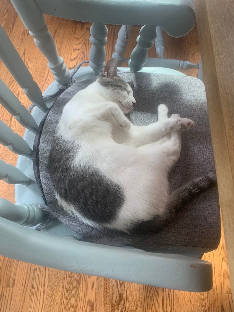 Leialoha, Adopted, Adult Female Domestic Short Hair.