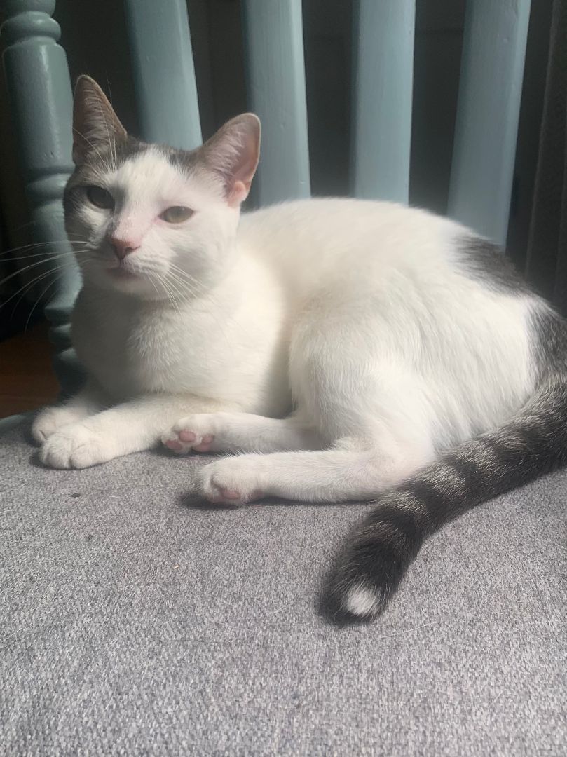 Leialoha, a Adopted mixed breed in Wheaton, IL image 3/6