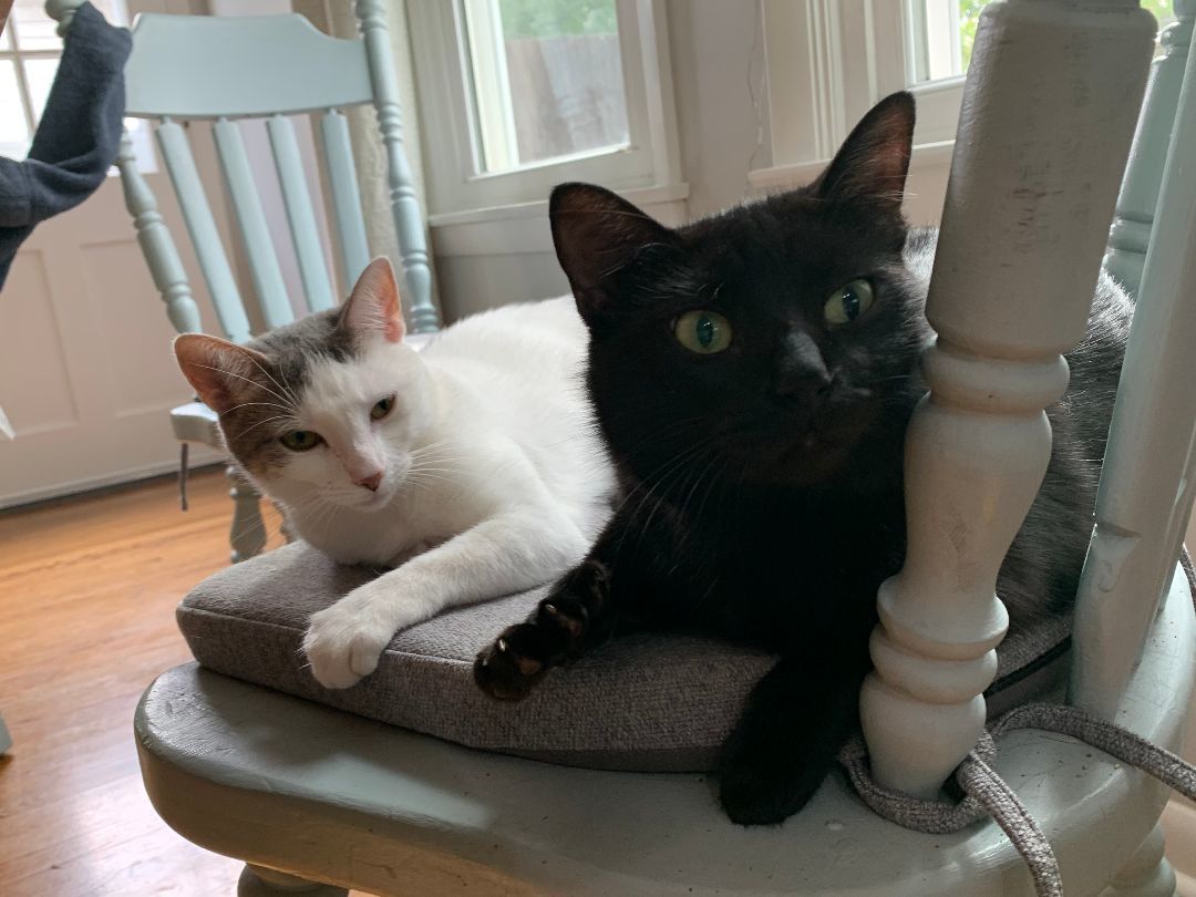 Leialoha, a Adopted mixed breed in Wheaton, IL image 4/6