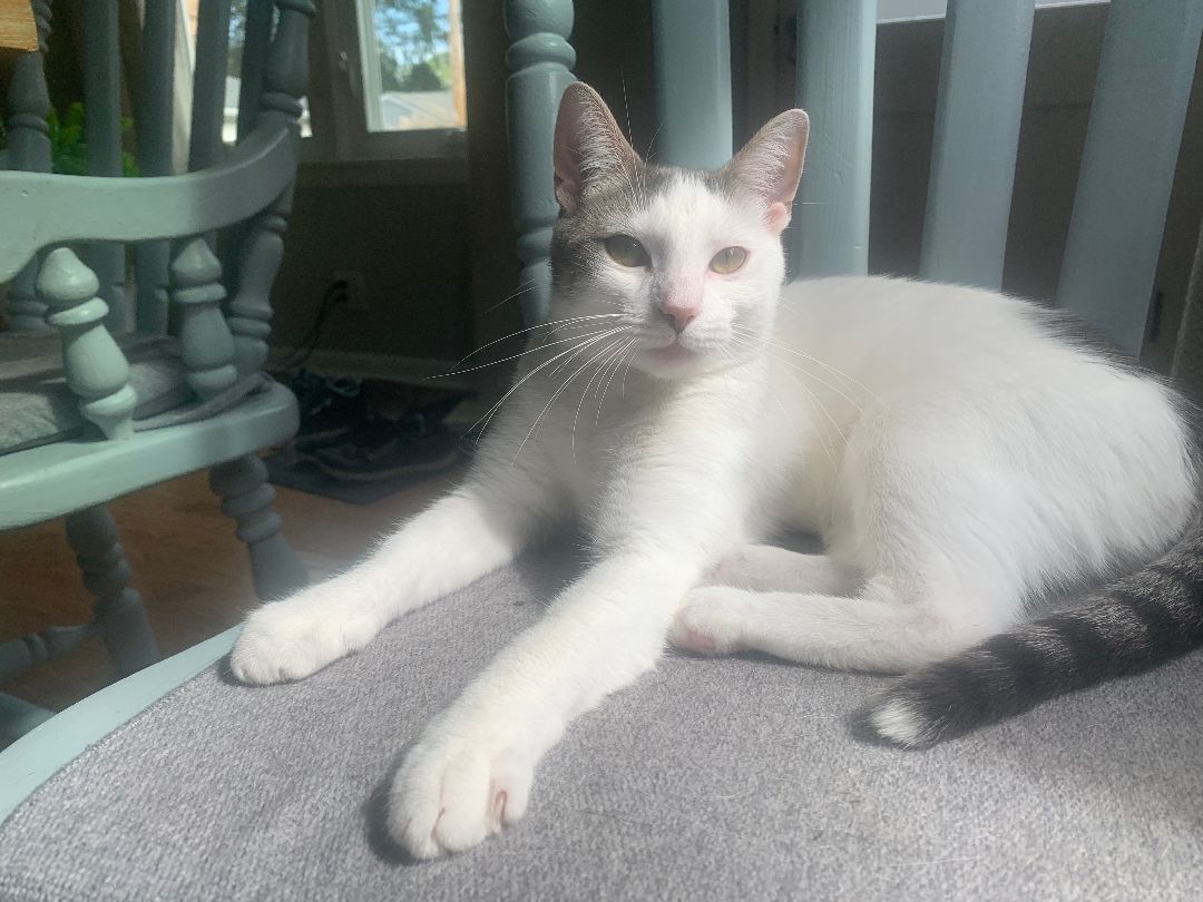 Leialoha, a Adopted mixed breed in Wheaton, IL image 5/6