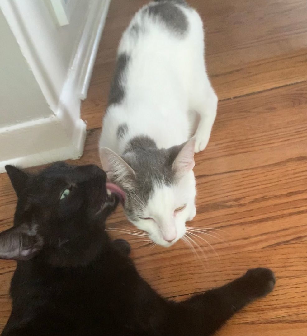 Leialoha, a Adopted mixed breed in Wheaton, IL image 6/6