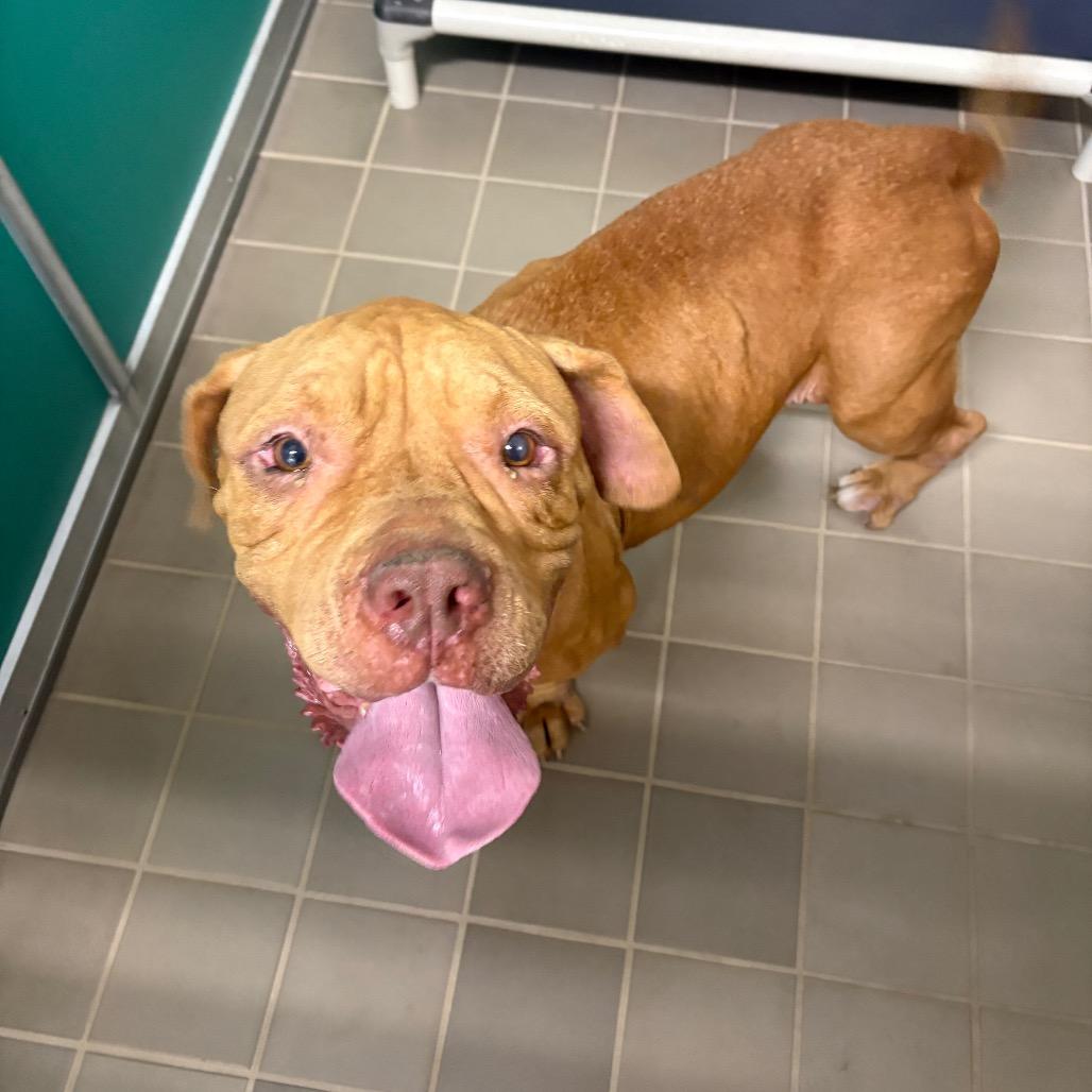 Gaia, Adoptable, Adult Female Mastiff & Mixed Breed.