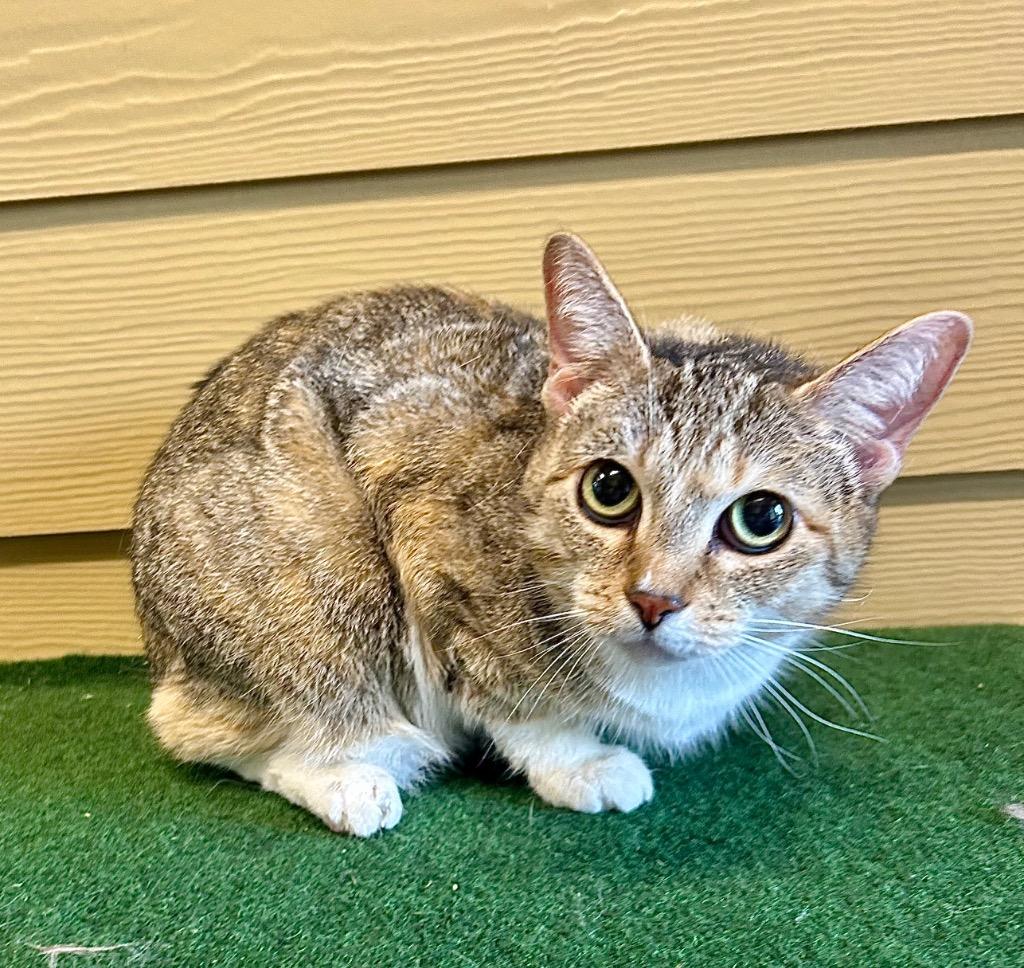 Webbles, Adoptable, Senior Female Domestic Short Hair.
