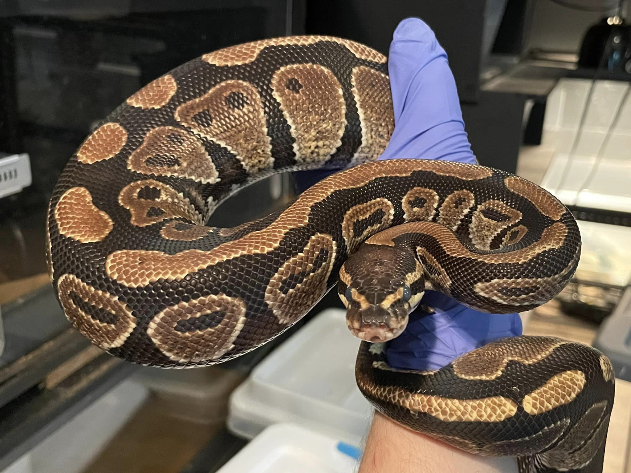 Enlarge Gwen, a Adoptable Ball Python in Durham, NC image 1/2