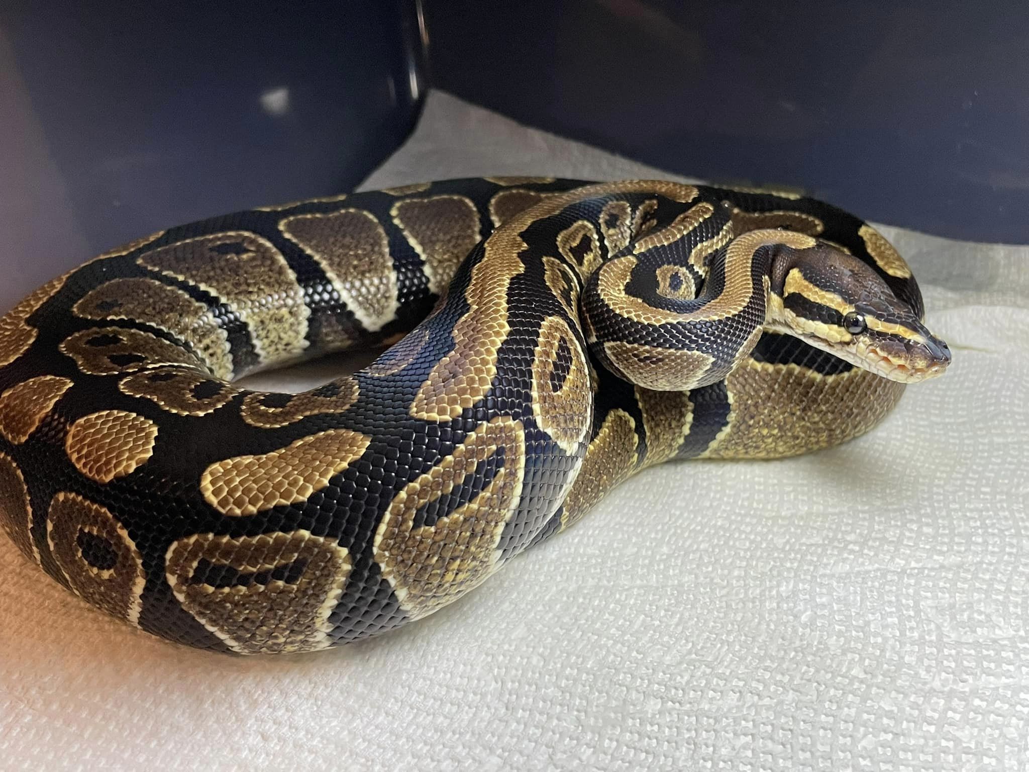 Enlarge Gwen, a Adoptable Ball Python in Durham, NC image 2/2